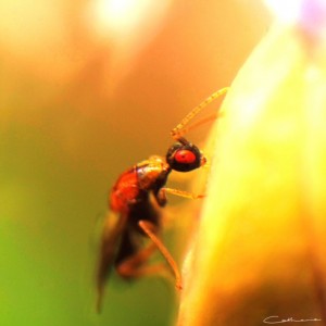 Flying Ant by Catherine van der Weele